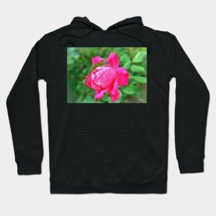 Baby Anole On Pink Rose Hoodie